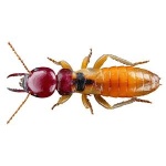 Thuốc diệt mối