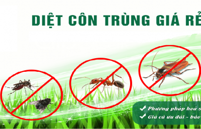 Dịch Vụ Diệt Côn Trùng Chuyên Nghiệp Tại CÔNG TY TNHH KIỂM SOÁT CÔN TRÙNG ĐỨC TÂM THỊNH