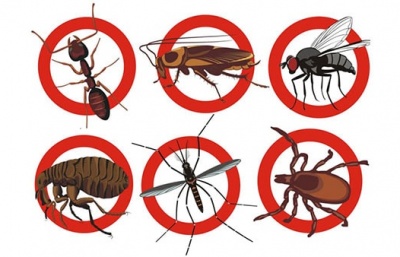 Bí quyết diệt côn trùng hiệu quả – Đừng chỉ diệt, hãy diệt tận gốc