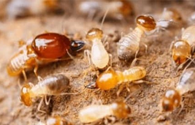 5 sai lầm khiến việc diệt côn trùng thất bại (và cách khắc phục)